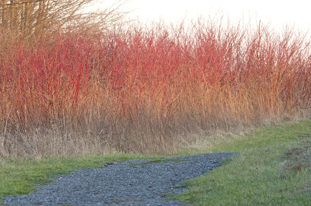 Midwinters Fire Dogwood