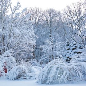 Nor’easter Damage to Ornamental Trees and Shrubs