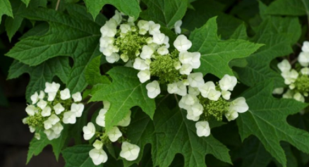 oakleaf hydrangeas Bolton Landscape Design & Masonry Landscaping Wilton Connecticut Fairfield County