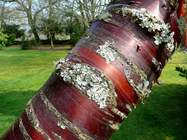 Paper Bark Cherry