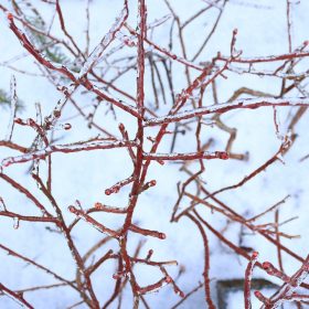 Brighten Your Winter Landscape with These Cold Weather Plants