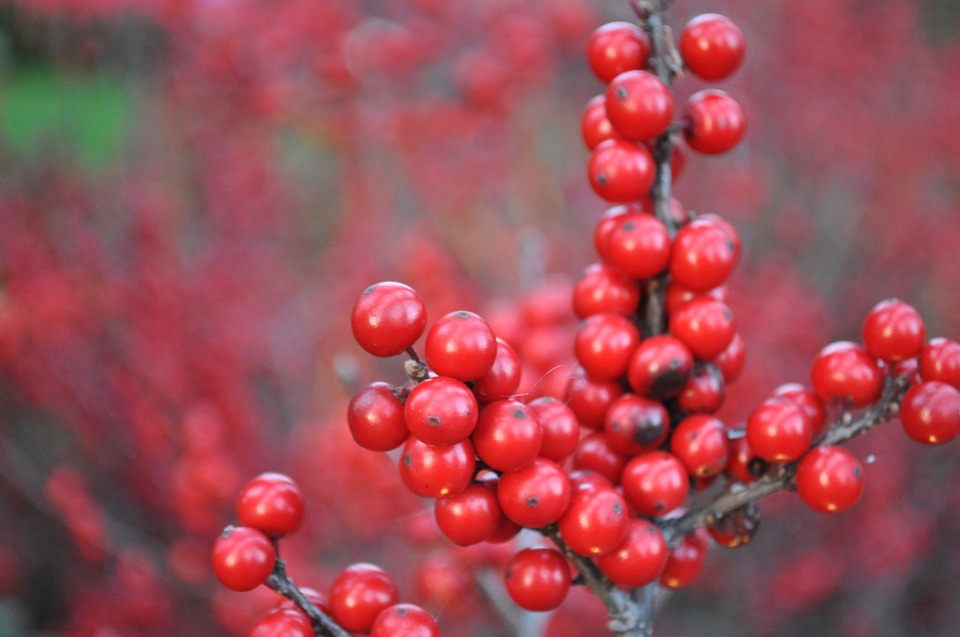 Winterberry